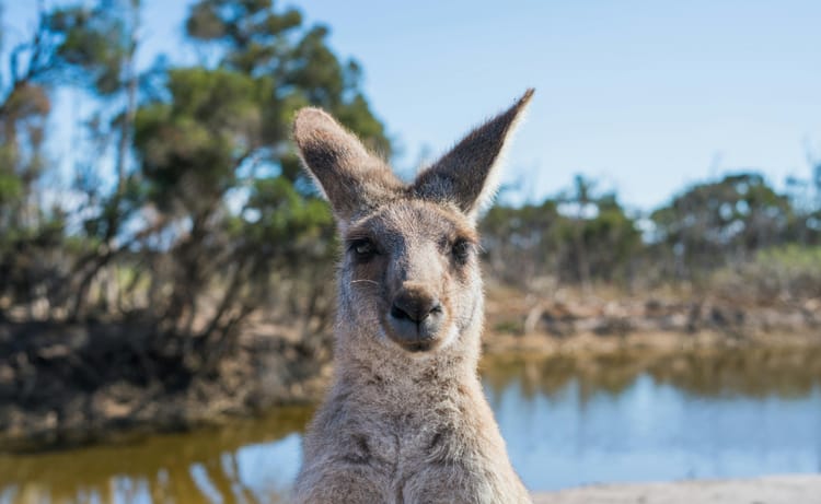 Australia: Winter 2025